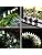 GIGALUMI Solar Pathway Lights 12 Pack